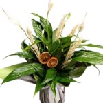 Spathiphyllum (Barış Çiçeği) - 1