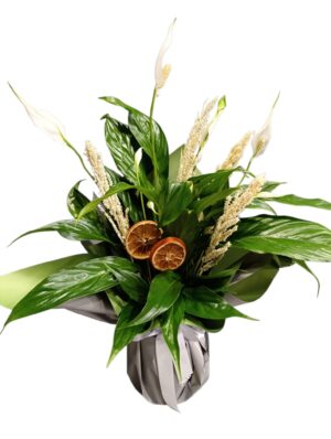 Spathiphyllum (Barış Çiçeği)