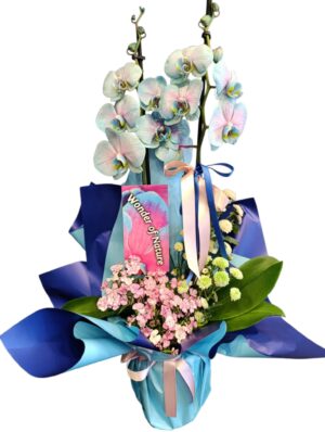 Blue and Pink Orkide