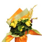Yellow  Begonya - 1