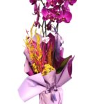 Purple 2’li Orkide - 1