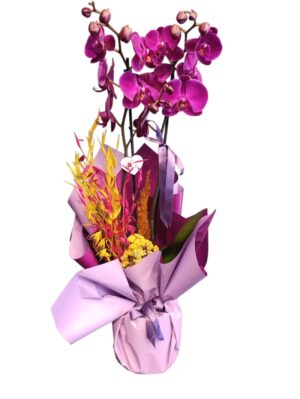 Purple 2’li Orkide