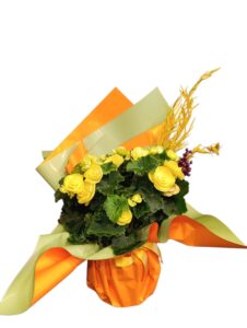 Yellow  Begonya