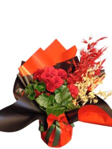 Red Begonya