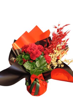 Red Begonya