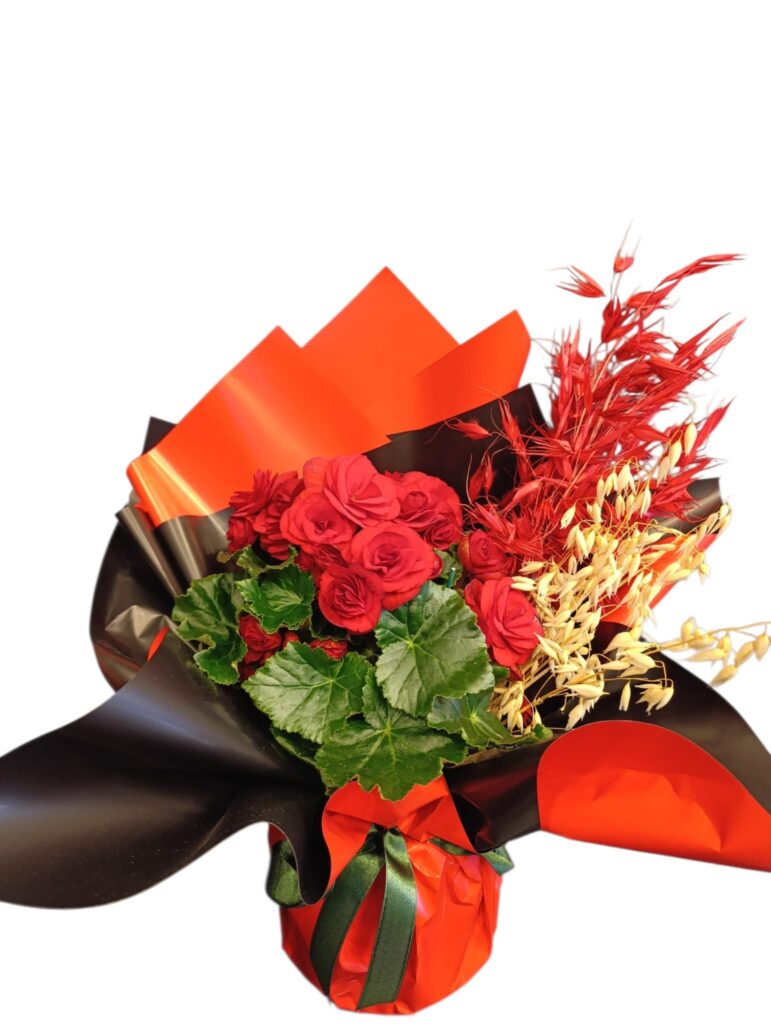 Red Begonya