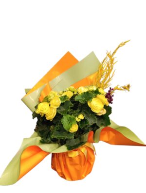 Yellow  Begonya