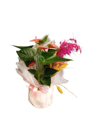Flamingo Anthurium Tasarımı