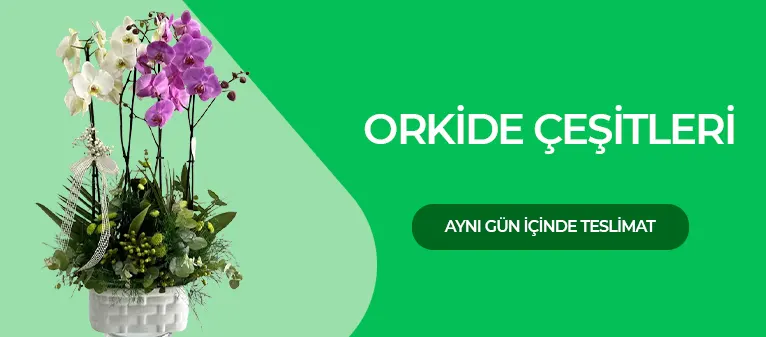 Orkide Çeşitleri
